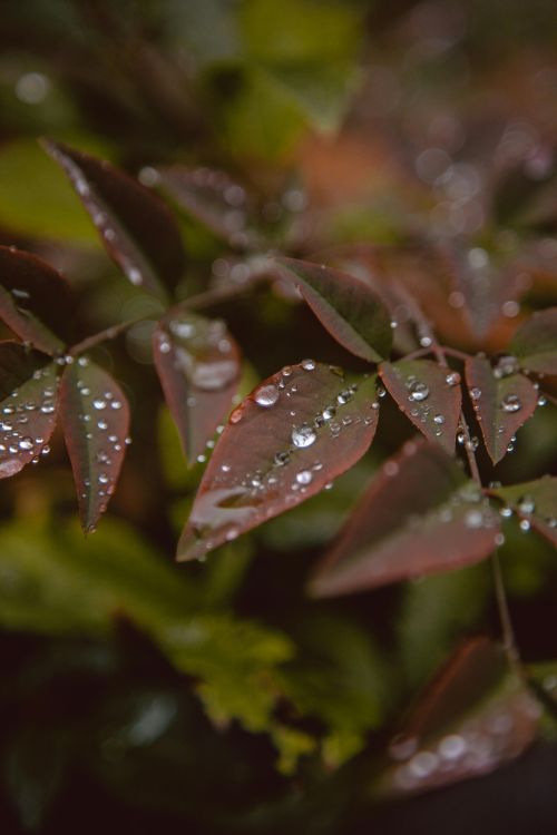 ervizi di Giardinaggio e Irrigazione a Carrara